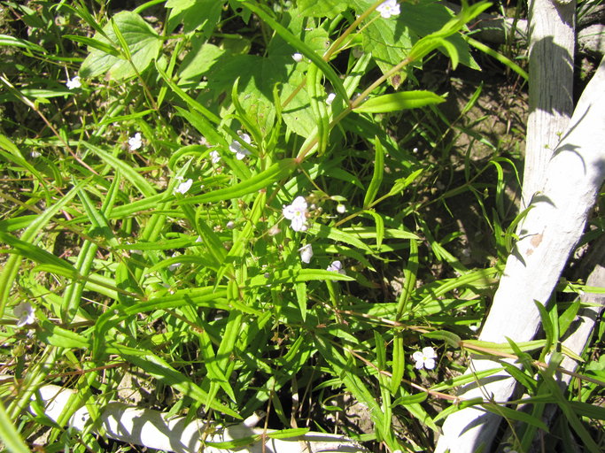 Veronica scutellata Veronica scutellata