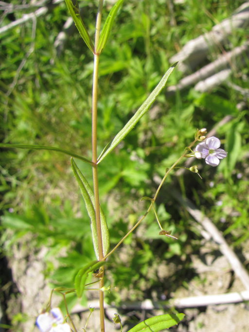 Veronica scutellata