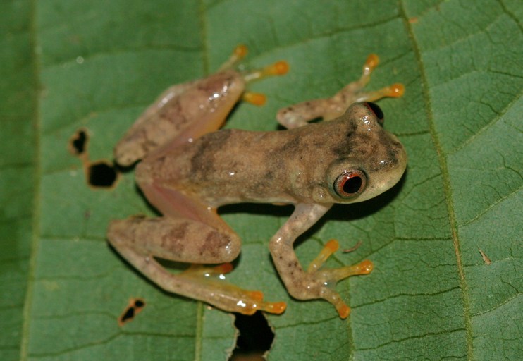 Dendropsophus leali