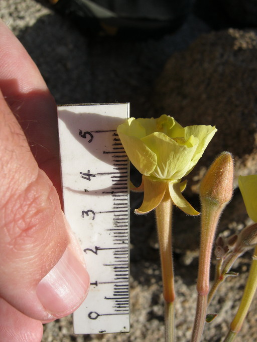 Camissonia arenaria