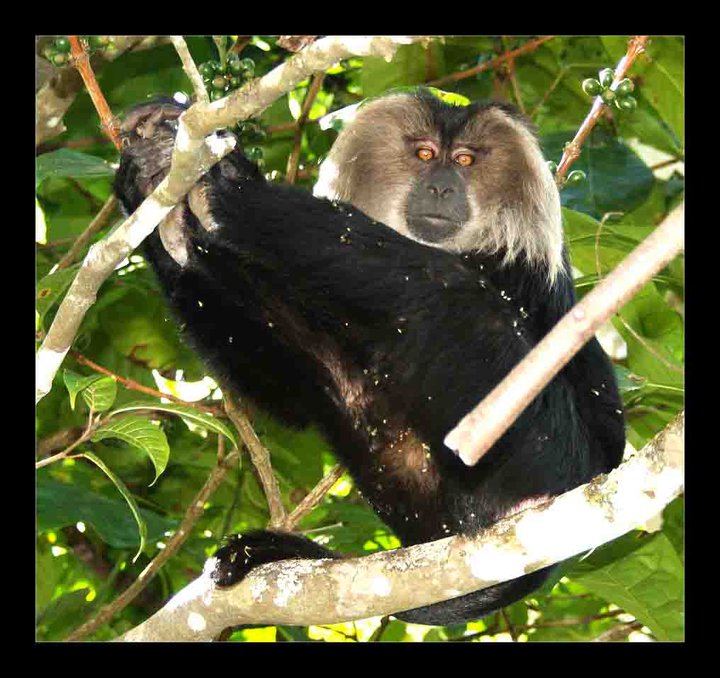 Macaca silenus Macaca silenus