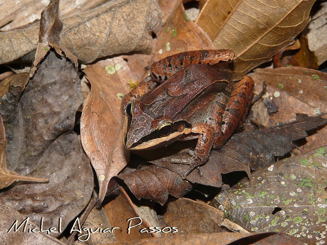 Leptodactylus mystaceus Leptodactylus mystaceus