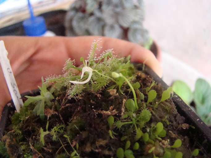 Utricularia sandersonii