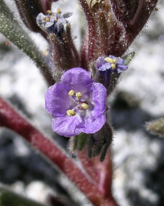Phacelia quickii Phacelia quickii