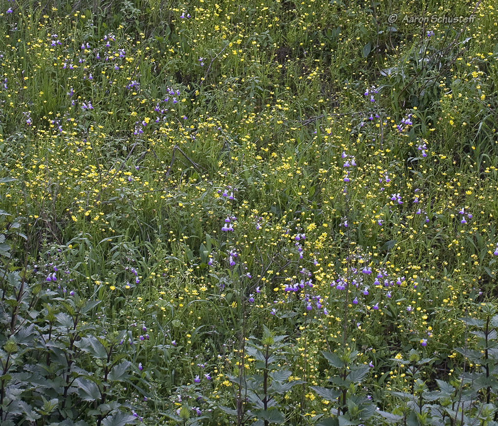 Collinsia multicolor Collinsia multicolor