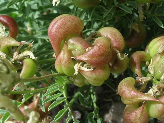 Astragalus bolanderi