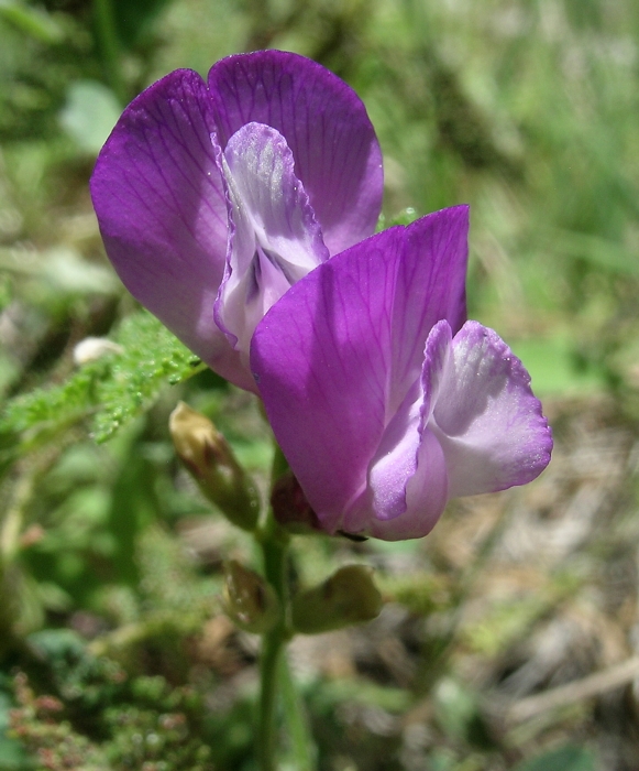 Lathyrus nevadensis var. nevadensis