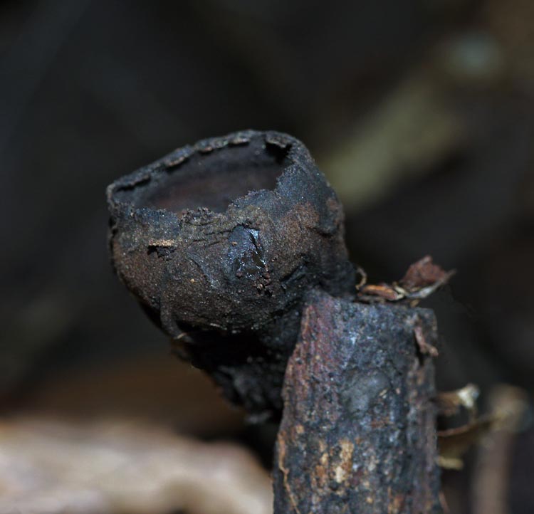 Plectania melastoma Plectania melastoma