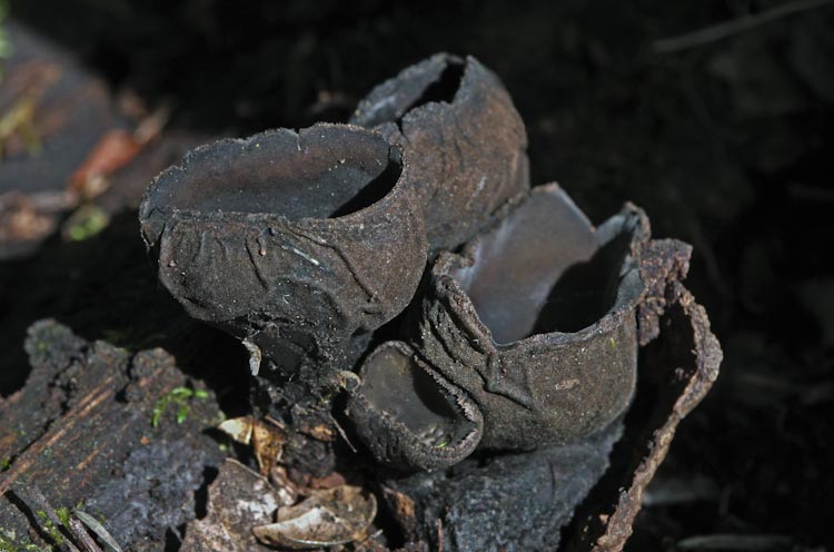 Plectania melastoma Plectania melastoma