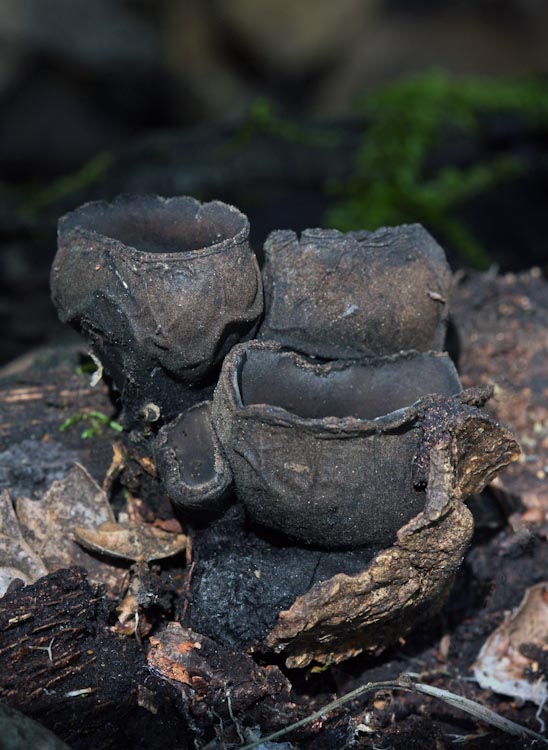 Plectania melastoma