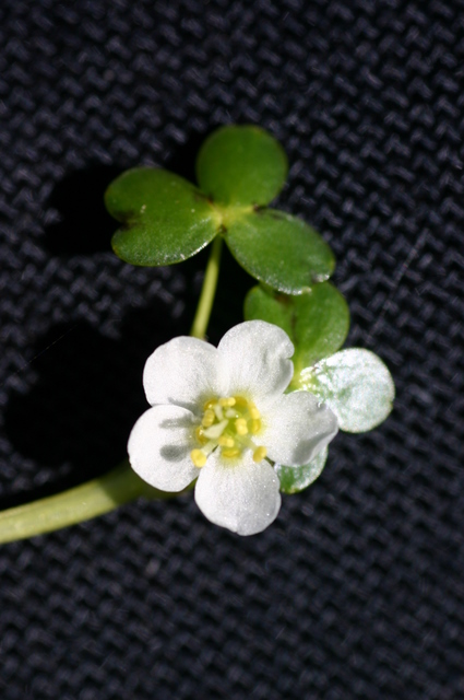 Ranunculus lobbii Ranunculus lobbii