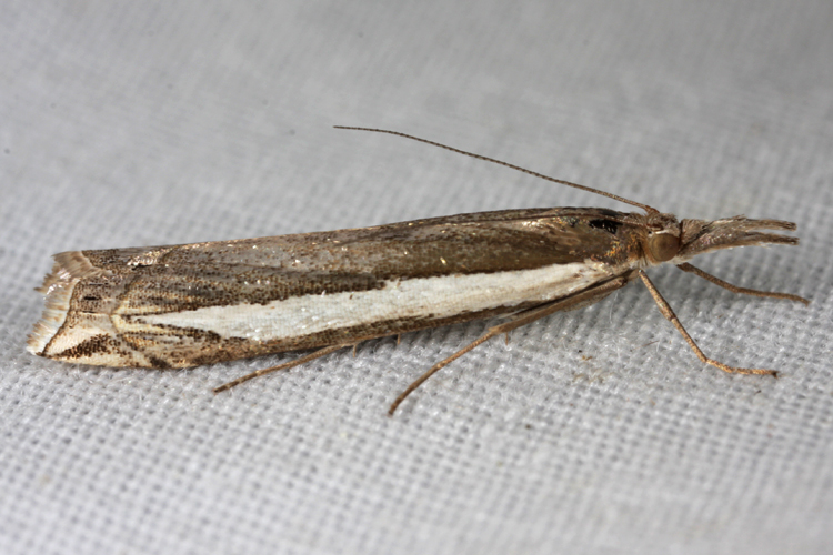 Crambus rickseckerellus