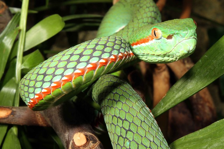 Trimeresurus gumprechti Trimeresurus gumprechti