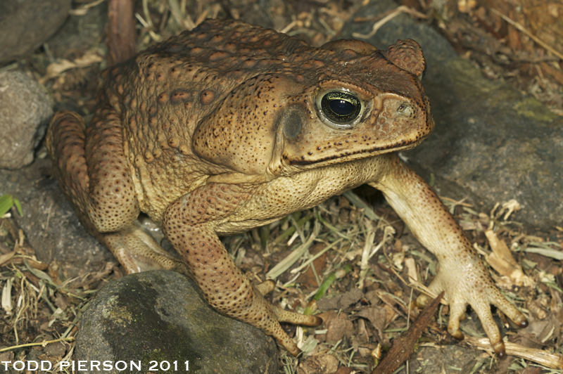 Rhinella horribilis