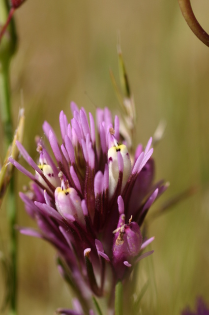 Castilleja densiflora Castilleja densiflora