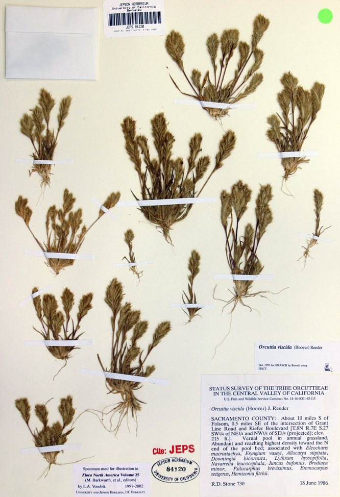 Orcuttia viscida Orcuttia viscida