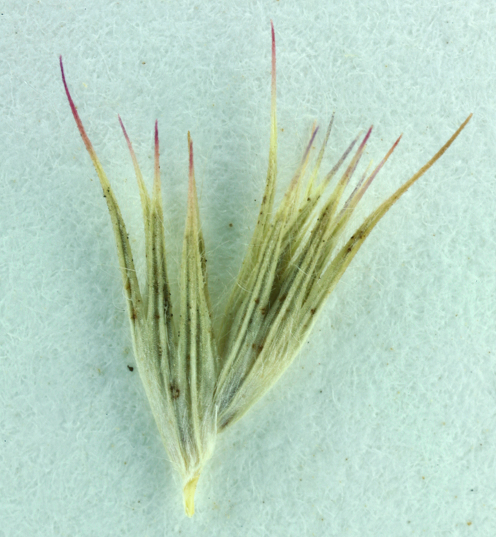 Orcuttia viscida Orcuttia viscida