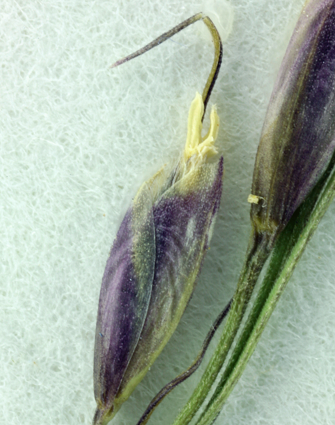 Stipa exigua