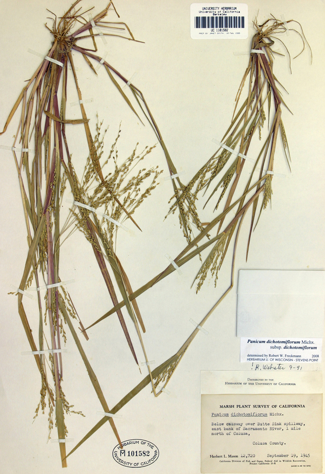 Panicum dichotomiflorum ssp. dichotomiflorum