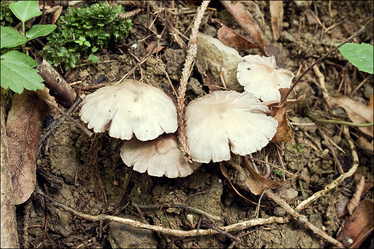 Psathyrella candolleana