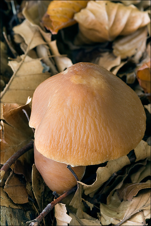 Psathyrella candolleana