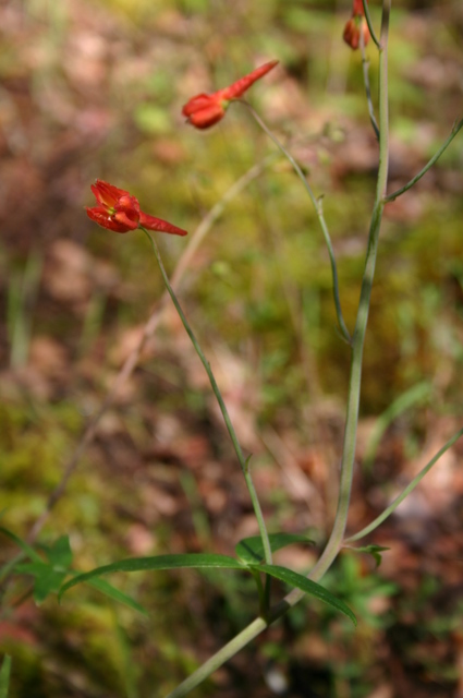 Delphinium nudicaule