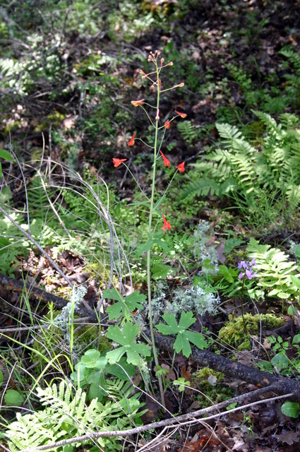 Delphinium nudicaule