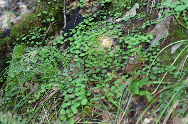 Adiantum jordanii Adiantum jordanii