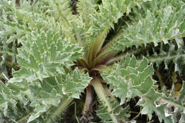 Cirsium andrewsii
