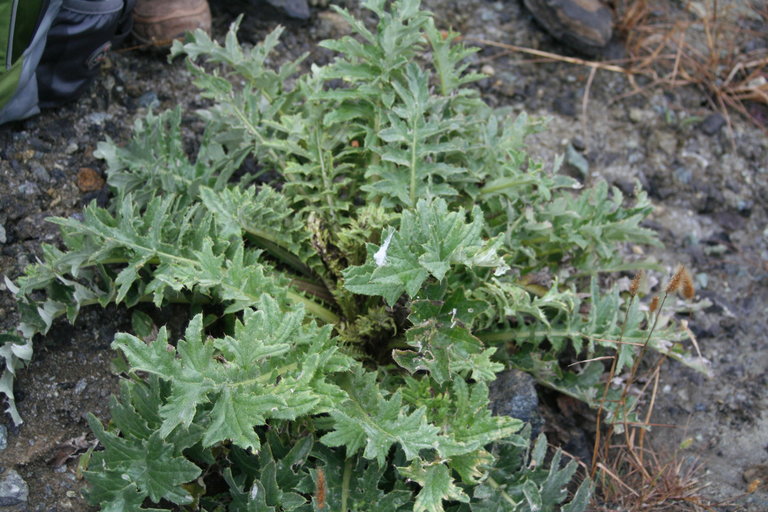 Cirsium andrewsii