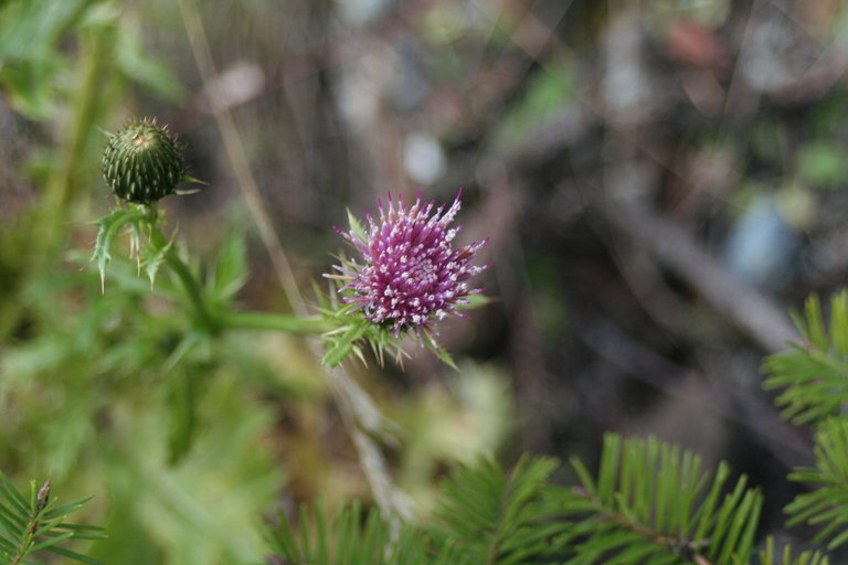 Cirsium hydrophilum var. vaseyi Cirsium hydrophilum var. vaseyi