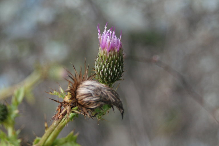 Cirsium hydrophilum var. vaseyi Cirsium hydrophilum var. vaseyi