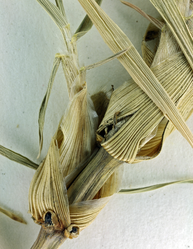 Pennisetum clandestinum Pennisetum clandestinum