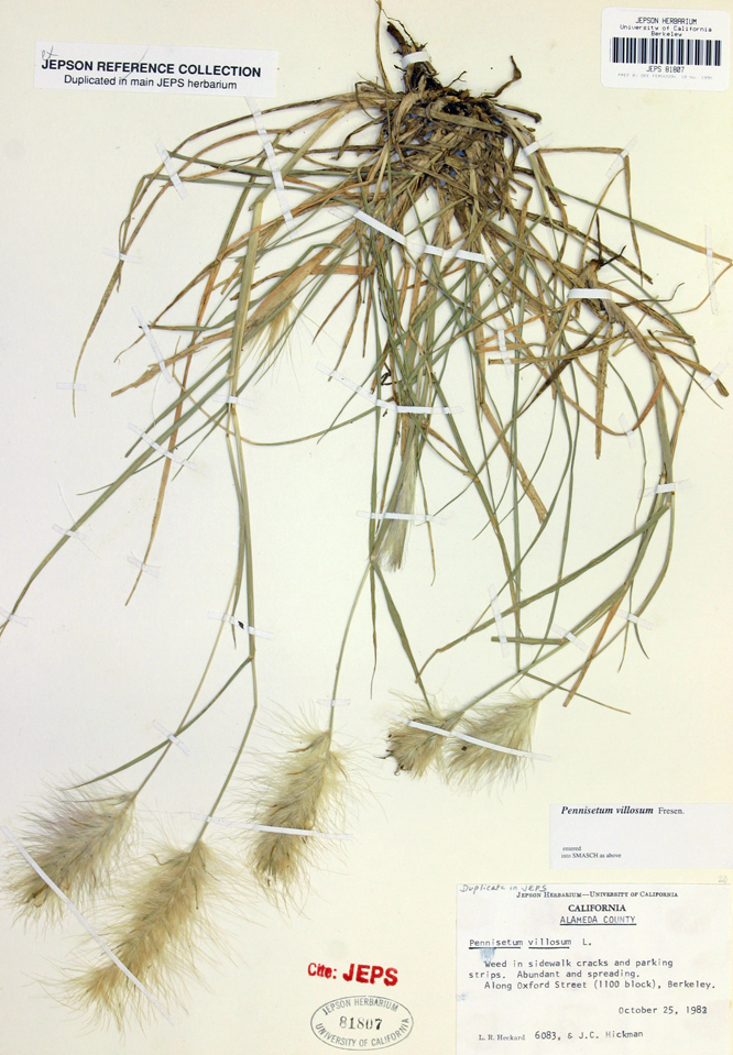 Pennisetum villosum Pennisetum villosum