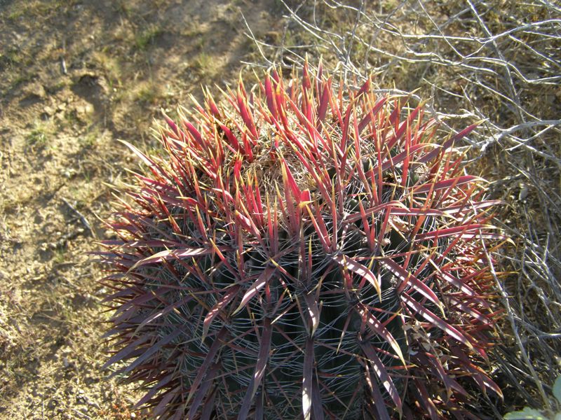 Ferocactus gracilis var. coloratus