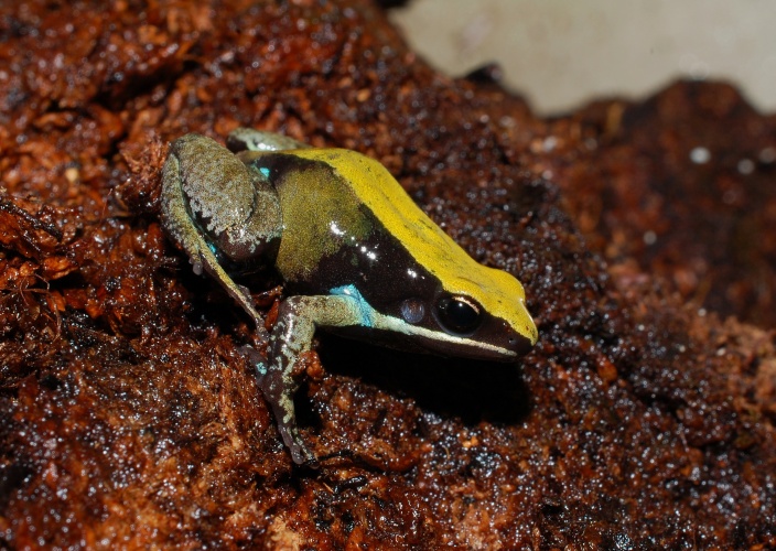 Mantella viridis
