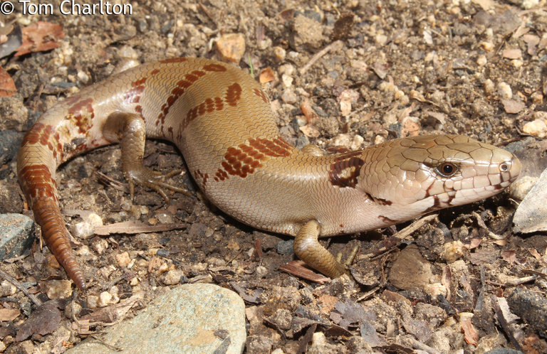 Cyclodomorphus gerrardii Cyclodomorphus gerrardii
