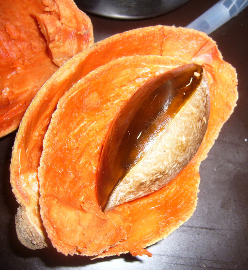 Pouteria sapota