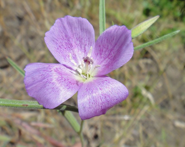 Clarkia affinis Clarkia affinis