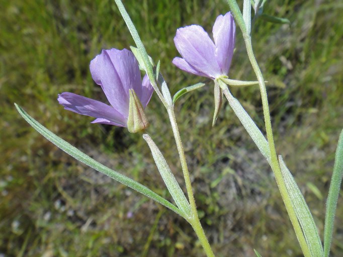 Clarkia affinis Clarkia affinis