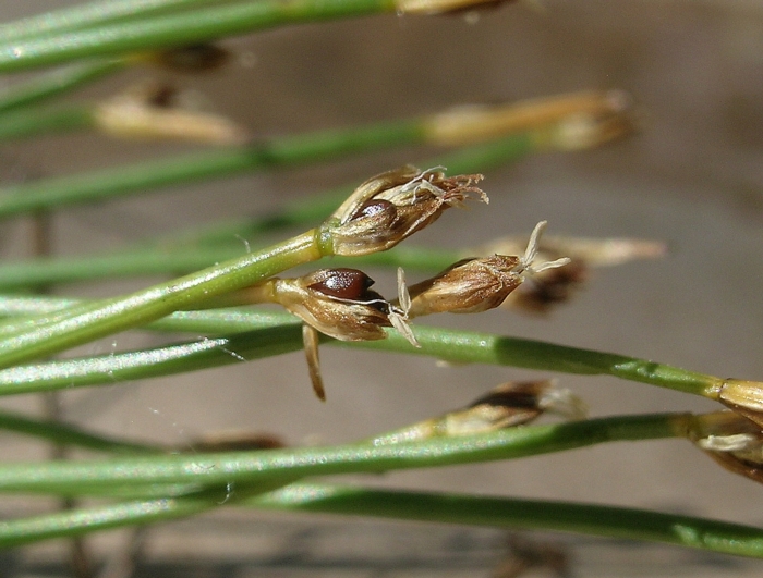 Trichophorum clementis Trichophorum clementis