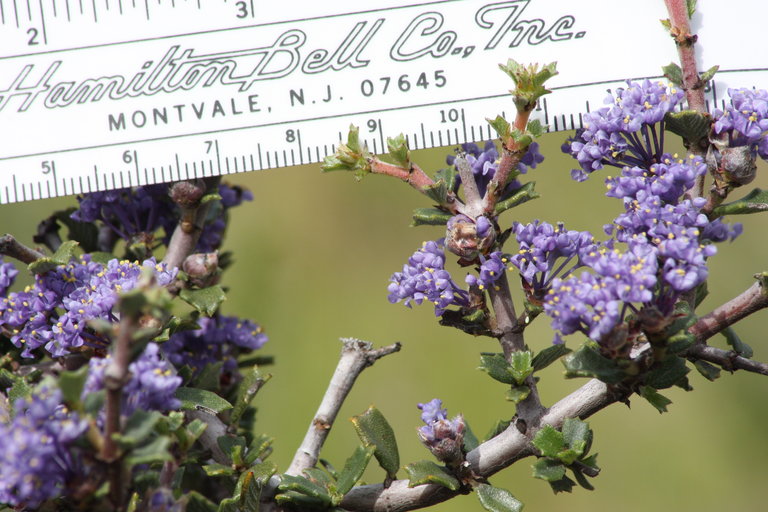 Ceanothus sonomensis