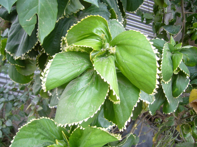 Acalypha wilkesiana