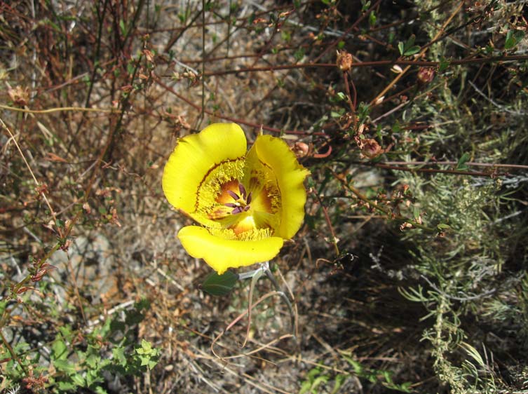 Calochortus clavatus Calochortus clavatus