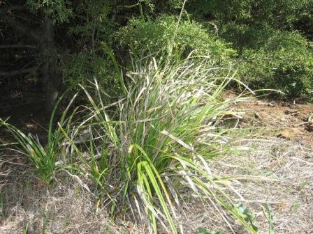 Carex obispoensis