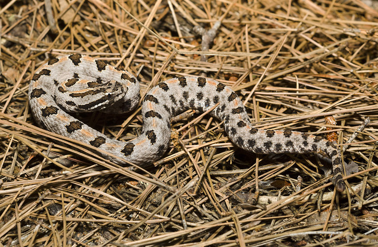 Sistrurus miliarius streckeri