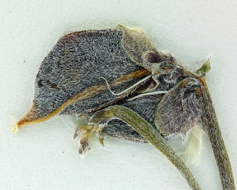 Astragalus ravenii