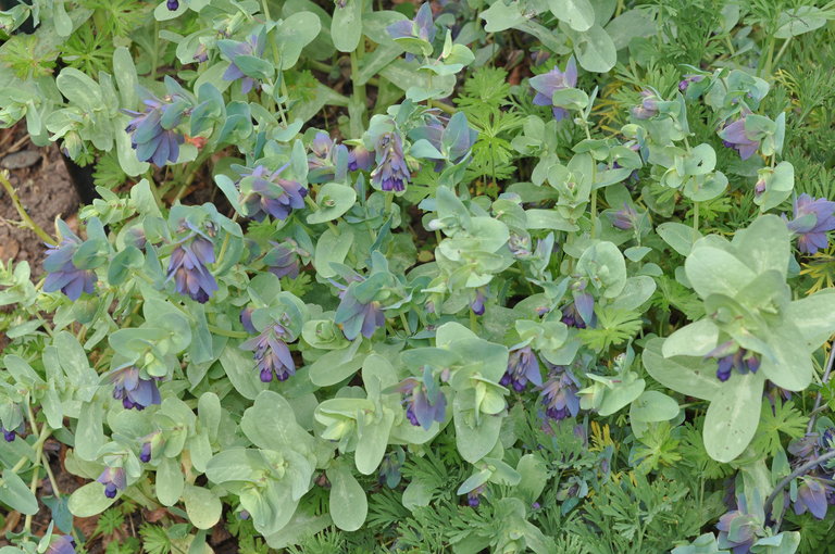 Cerinthe major ssp. purpurascens
