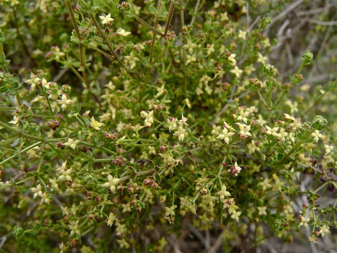 Galium porrigens