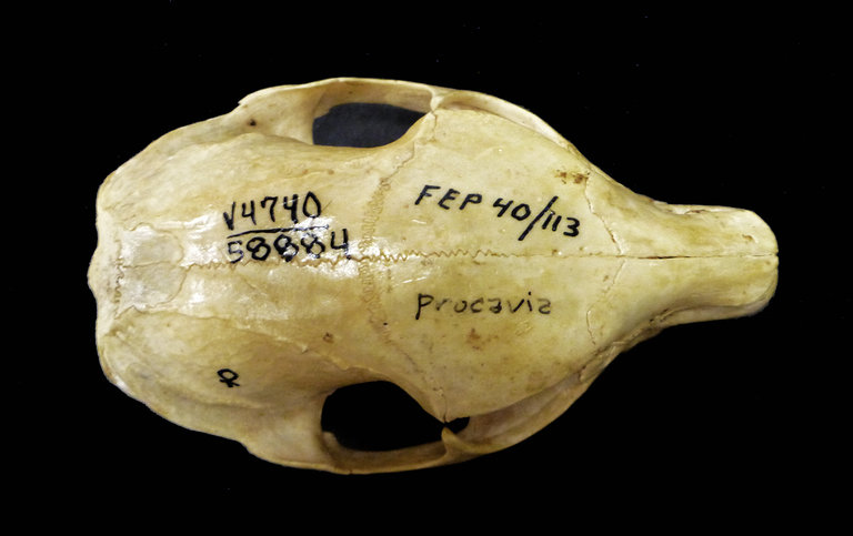Procavia capensis